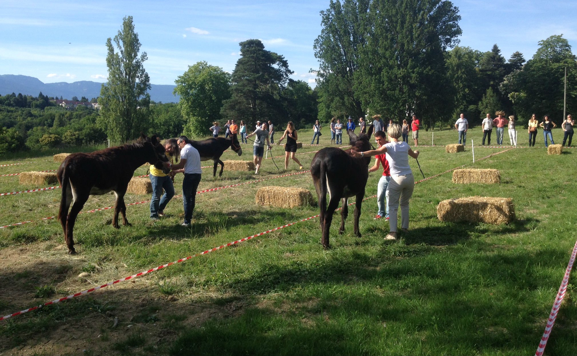 Ferme Du Lignon Activite Ane Team Building Ret.jpg
