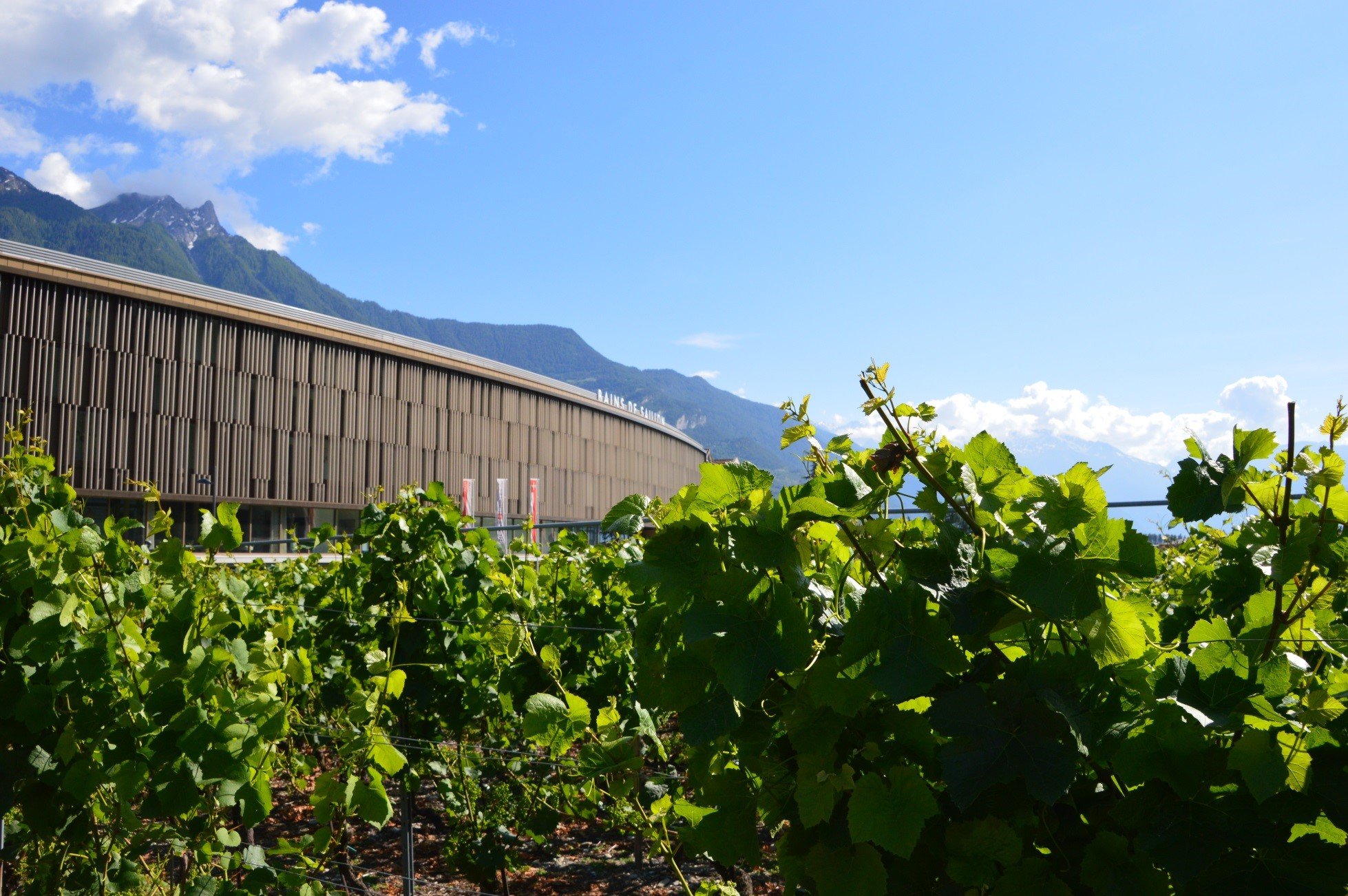 Bains De Saillon Vignes.jpg