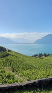 Vignoble Rallye Des 5 Sens Modifié