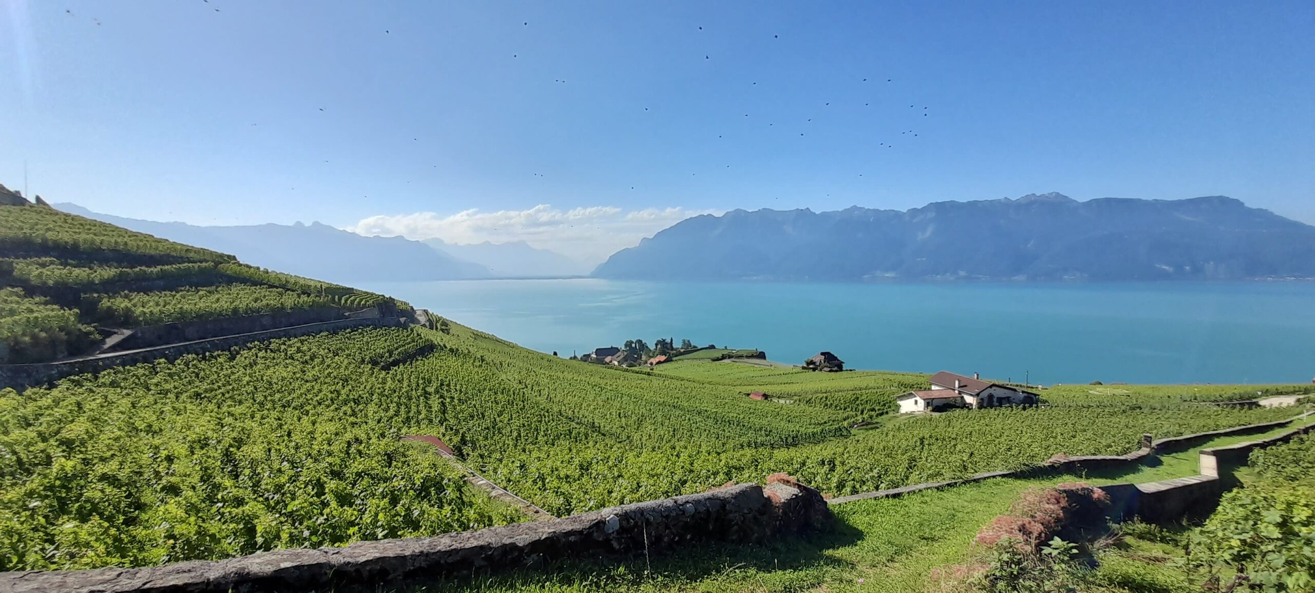 Vignoble Rallye Des 5 Sens